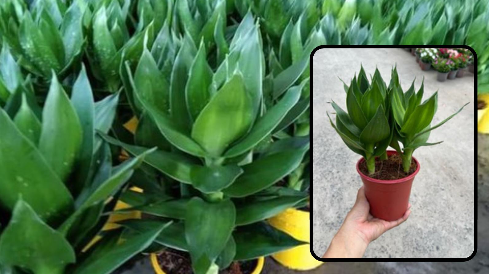 Cách trồng cây Phát Tài Búp Sen